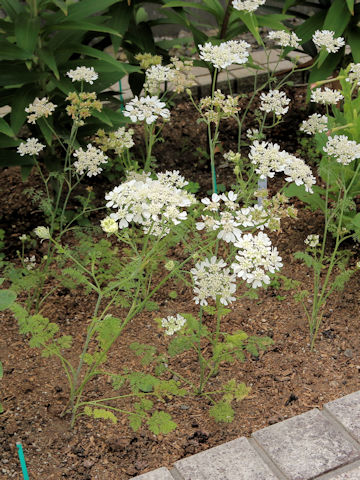 Orlaya grandiflora