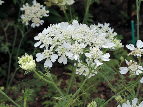 Orlaya grandiflora