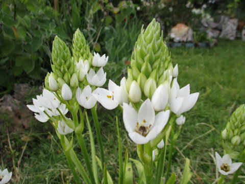 Ornithogalum thyrsoides