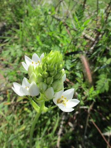 Ornithogalum thyrsoides