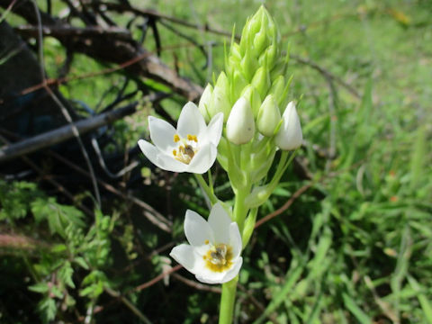 Ornithogalum thyrsoides