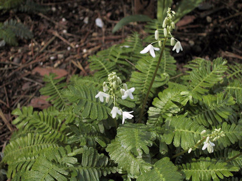 Pteridophyllum racemosum