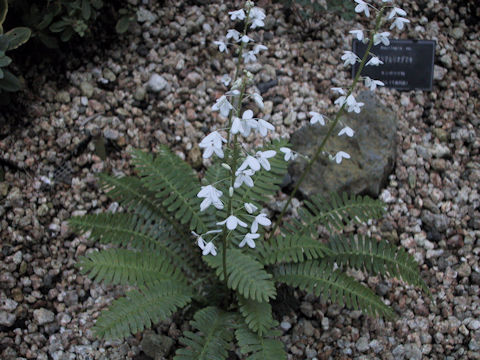 Pteridophyllum racemosum