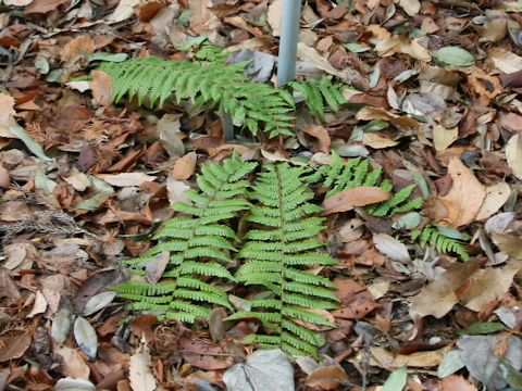 Dryopteris crassirhizoma