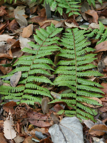 Dryopteris crassirhizoma