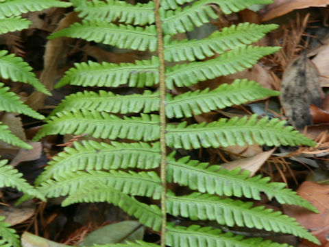 Dryopteris crassirhizoma