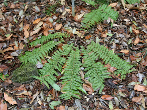 Dryopteris crassirhizoma