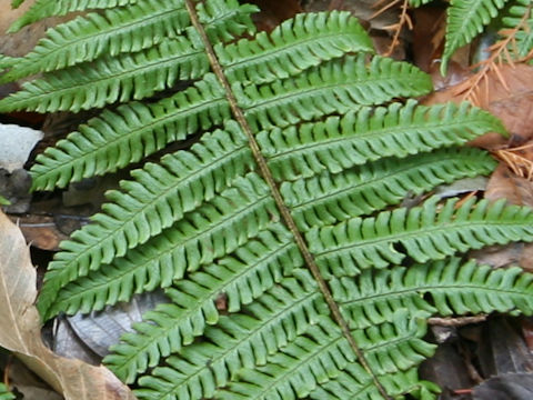 Dryopteris crassirhizoma