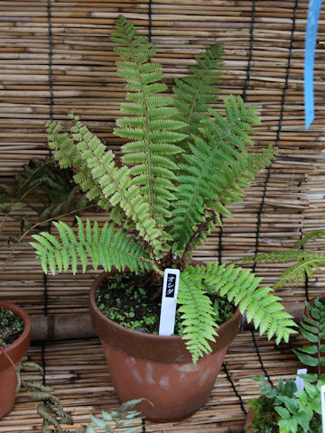 Dryopteris crassirhizoma