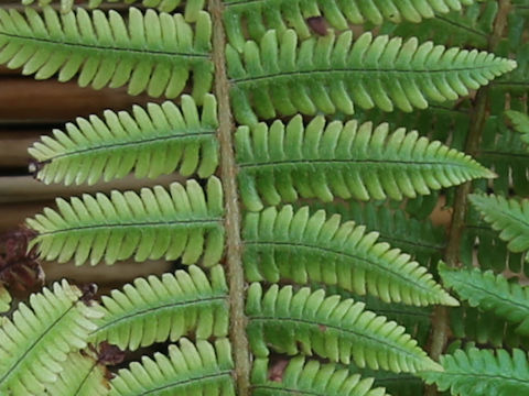 Dryopteris crassirhizoma