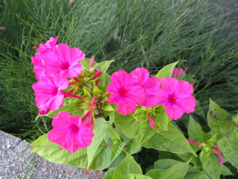 Mirabilis jalapa