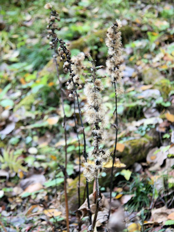 Ligularia fischerii