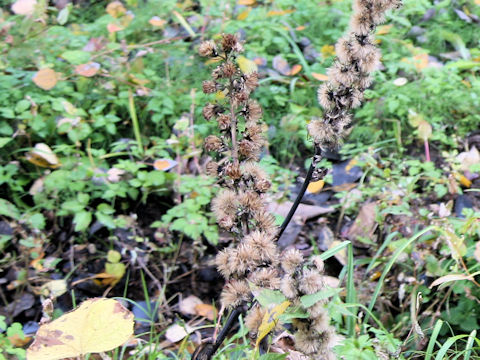 Ligularia fischerii