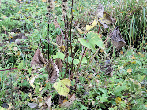 Ligularia fischerii