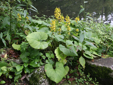 Ligularia fischerii