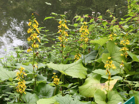 Ligularia fischerii