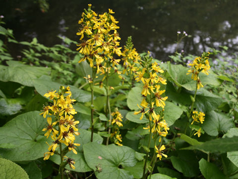 Ligularia fischerii