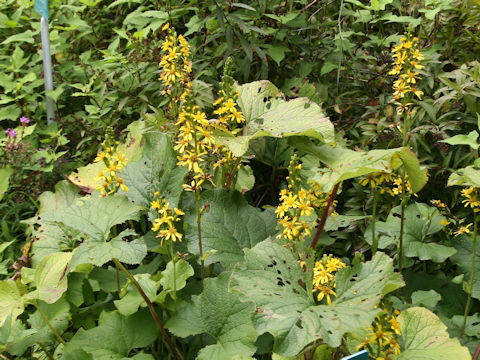 Ligularia fischerii