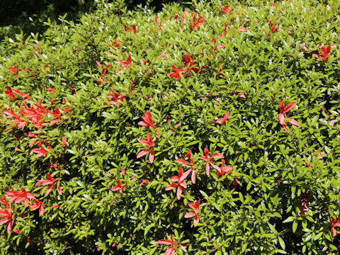 Rhododendron indicum f. otakumi