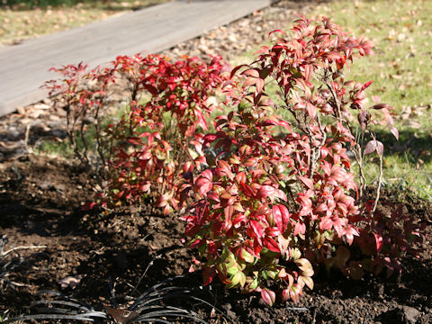 Nandina domestica cv. Otafukunanten