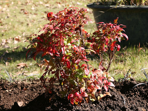 Nandina domestica cv. Otafukunanten