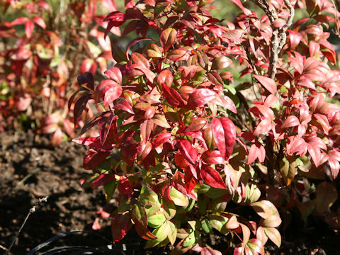 Nandina domestica cv. Otafukunanten