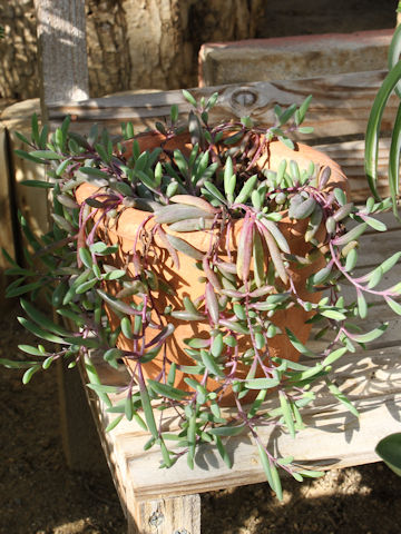 Othonna capensis