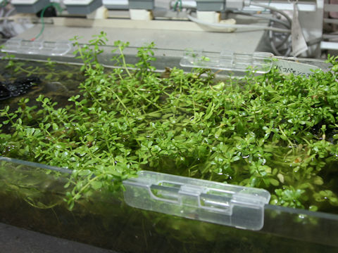 Bacopa monnieri