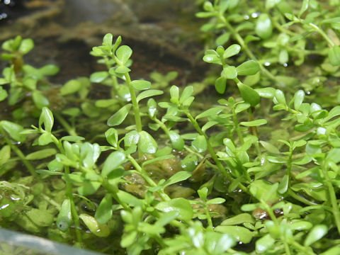 Bacopa monnieri