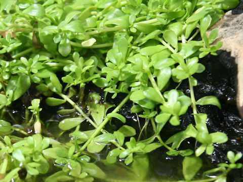 Bacopa monnieri