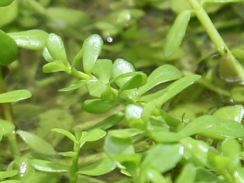 Bacopa monnieri