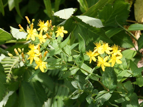 Hypericum erectum