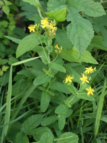 Hypericum erectum