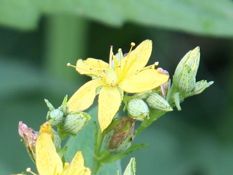 Hypericum erectum