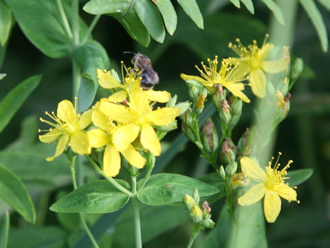 Hypericum erectum