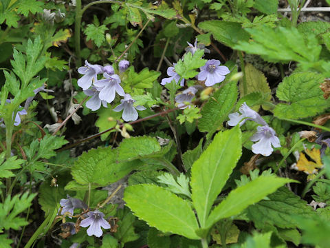 Ajuga japonica