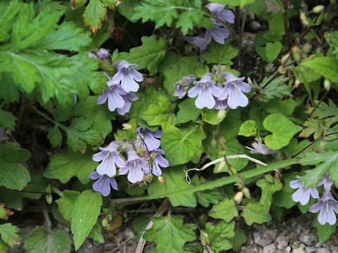 Ajuga japonica
