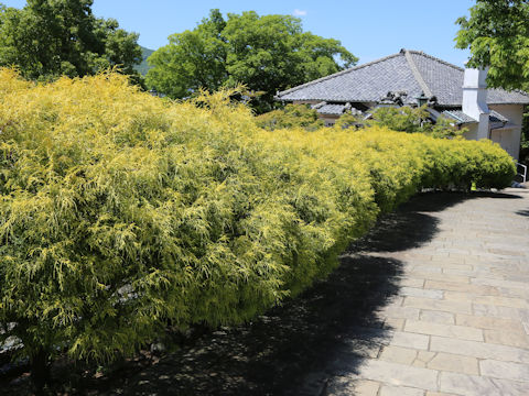 Chamaecyparis pisifera cv. Filifera Aurea