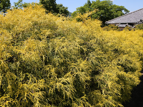 Chamaecyparis pisifera cv. Filifera Aurea