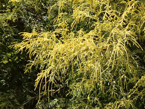 Chamaecyparis pisifera cv. Filifera Aurea