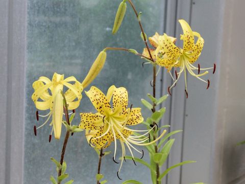 Lilium lancifolium var. flaviflorum