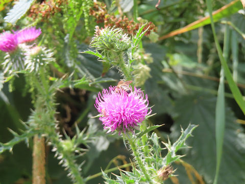 Carduus acanthoides
