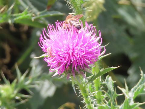 Carduus acanthoides