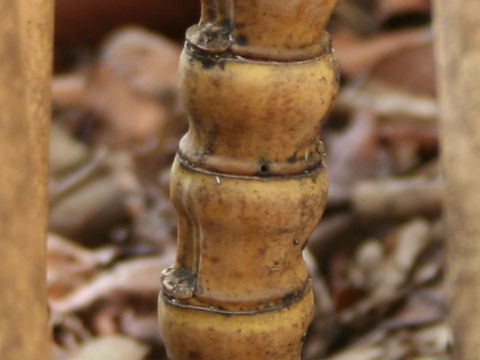 Phyllostachys aurea f. holochrysa