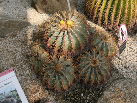 Ferocactus glaucescens