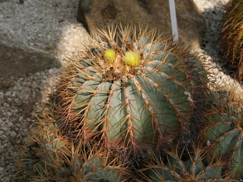 Ferocactus glaucescens