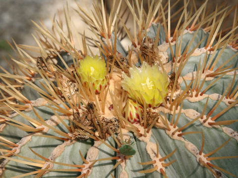 Ferocactus glaucescens
