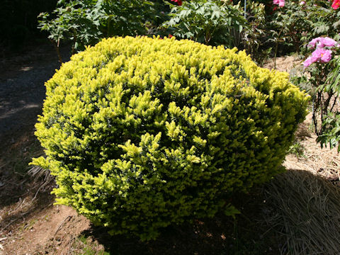 Taxus cuspidata var. nana 'Aurescens'