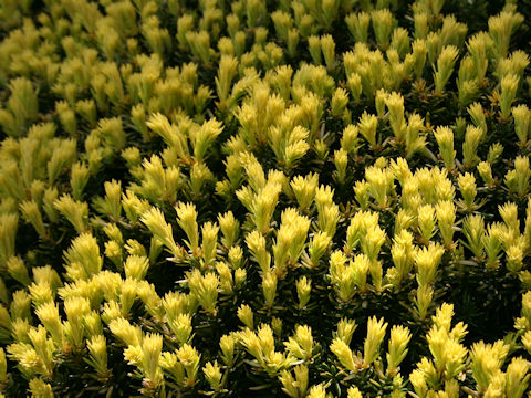 Taxus cuspidata var. nana 'Aurescens'