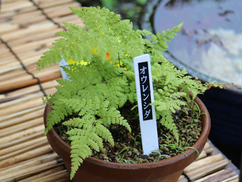 Dennstaedtia wilfordii